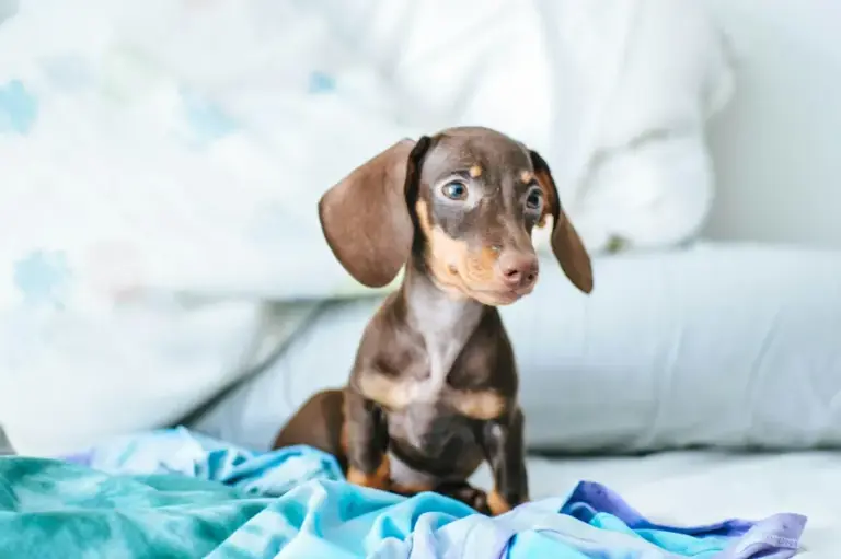 Cold-weather walks: How low temperatures affect small and short-haired dogs