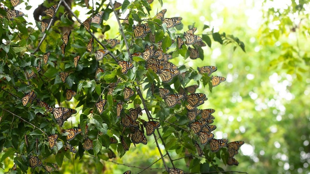 Monarch butterflies stop at Abilene Zoo during fall migration