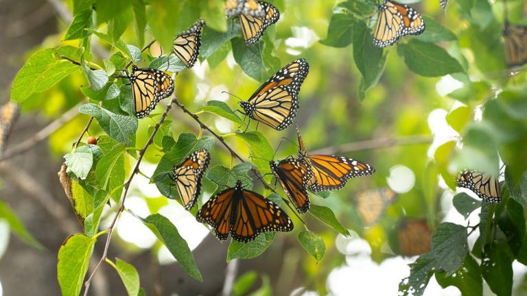 Monarch butterflies stop at Abilene Zoo during fall migration
