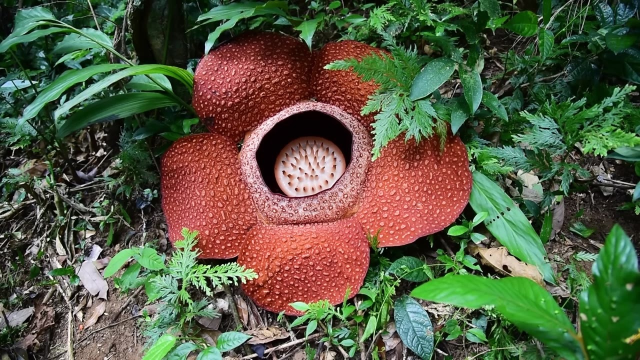 Watch the world's largest flower grow over 3 feet wide without leaves ...