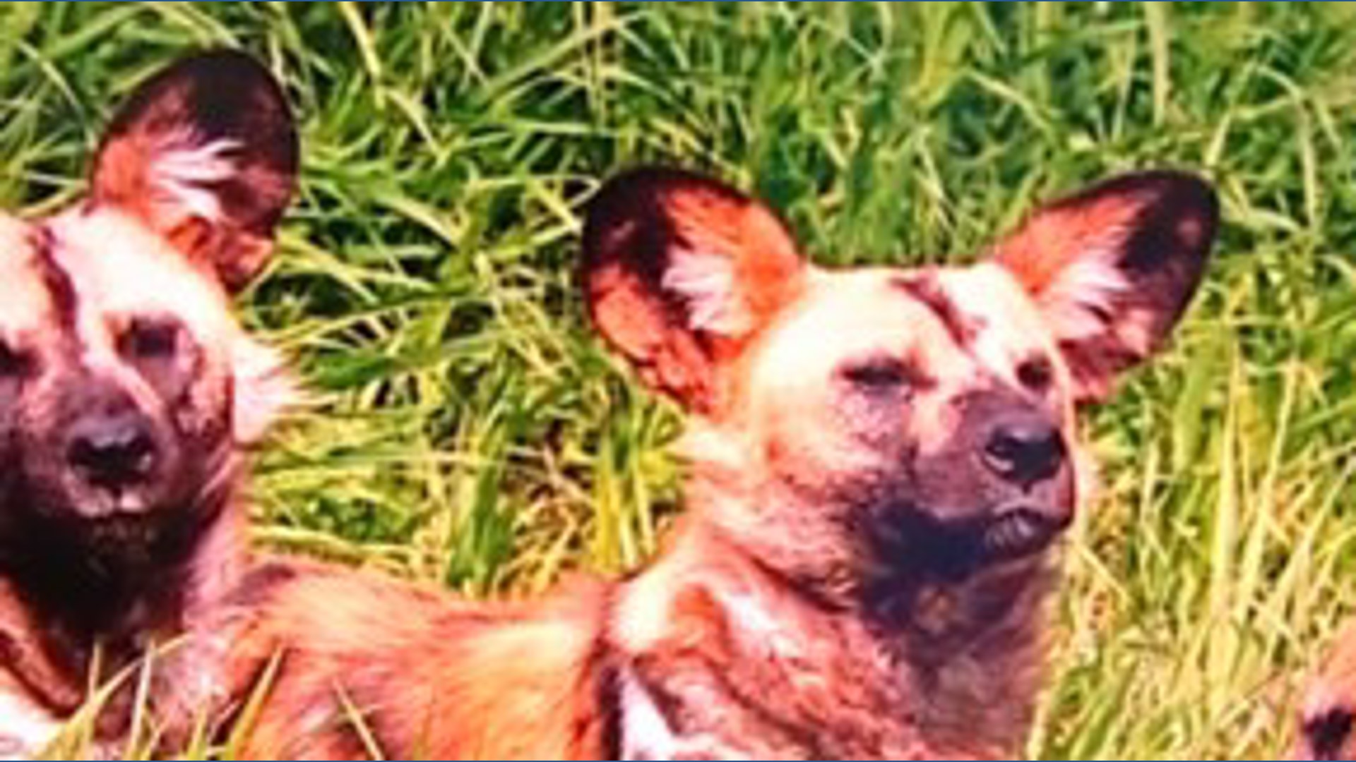 Denver Zoo remembers African painted dog