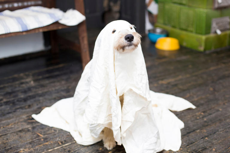 Dog and cat Halloween hazards 2026: Here are four spooky decorations ...