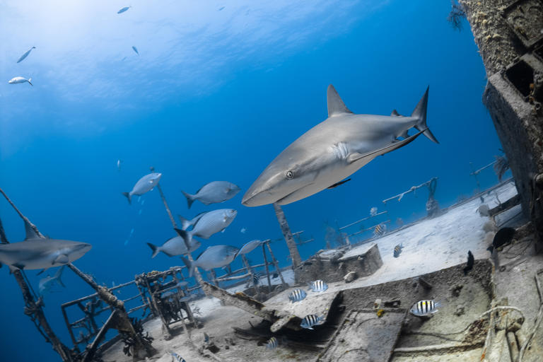 It’s 113 metres long and was sunk into a barren ocean floor 42m deep in ...