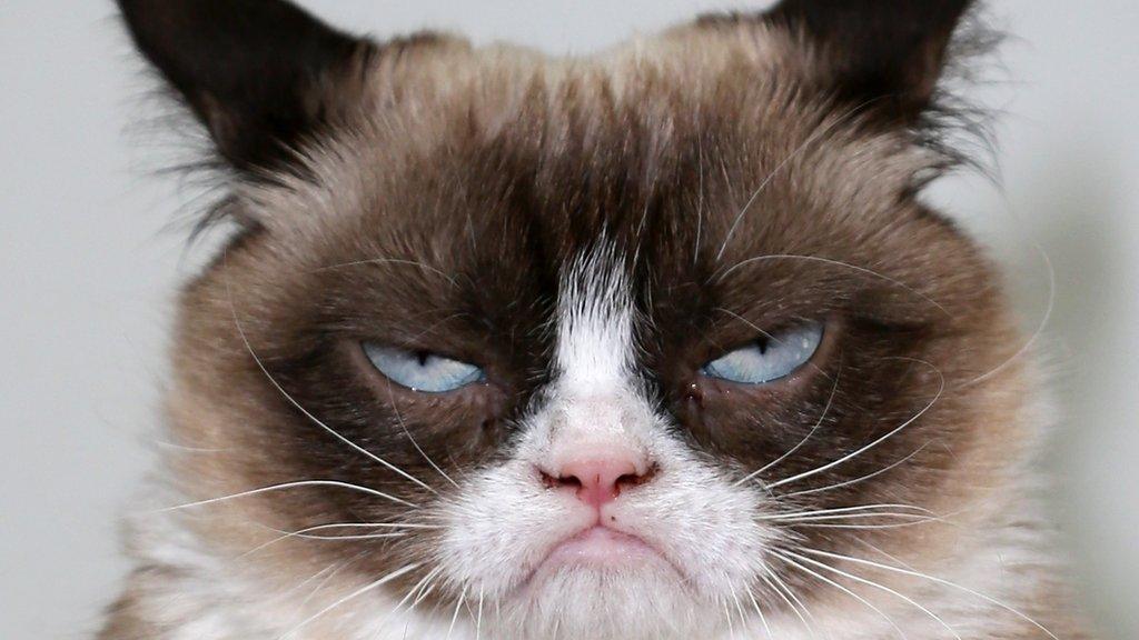 30 animal memes that never get old
