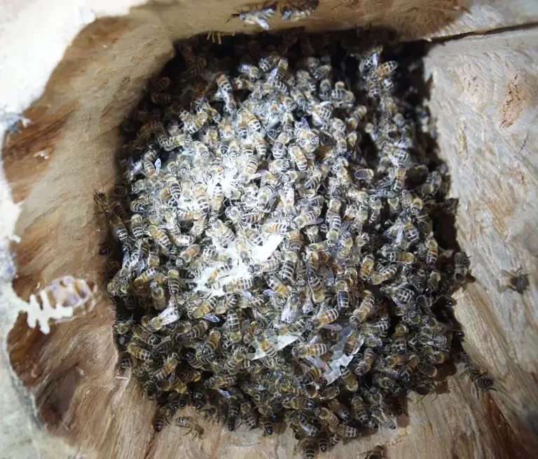 A honey bee colony is more than a community, it acts as a superorganism