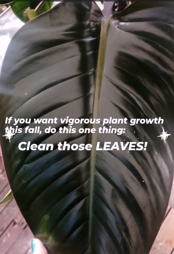 Simple plant care tips for healthier houseplants