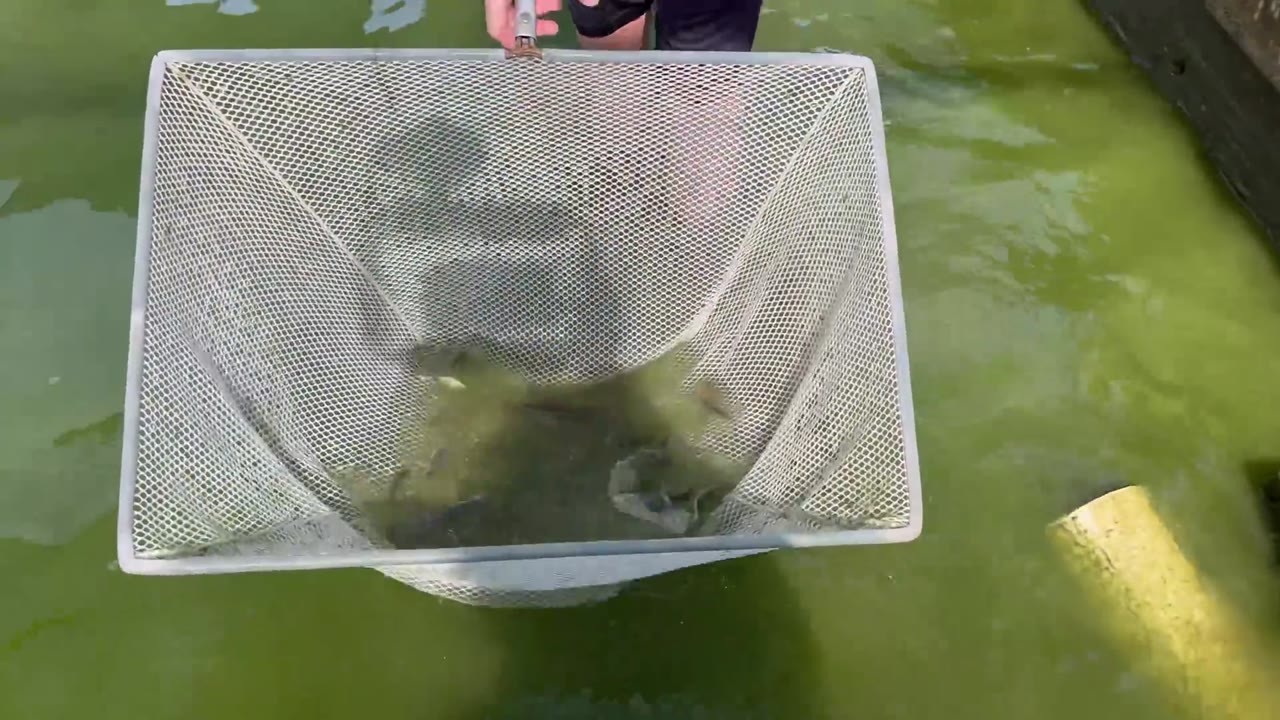 Fish keeper selects over 50 African cichlids from a green fish-farm pond