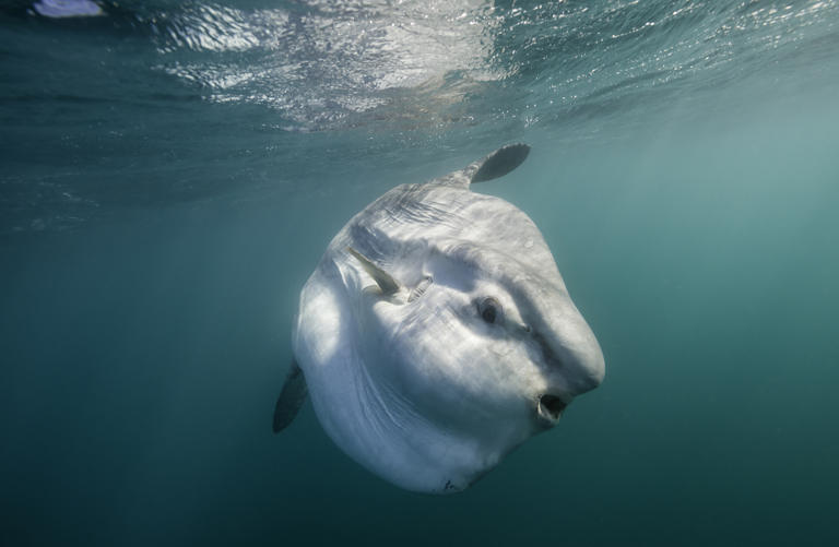 This huge, bizarre fish is becoming an increasingly common sight around ...