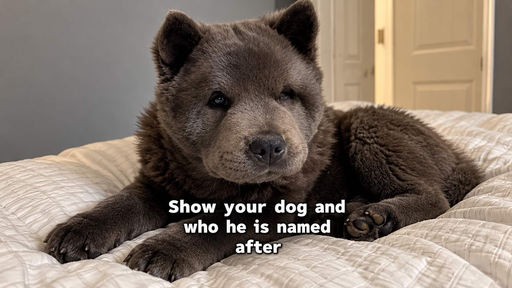 Cute chow chow dog daily life and funny moments