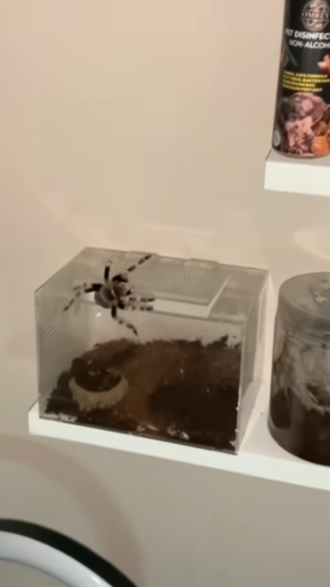 Tips perawatan tarantula untuk mencegah kabur yang tak terduga