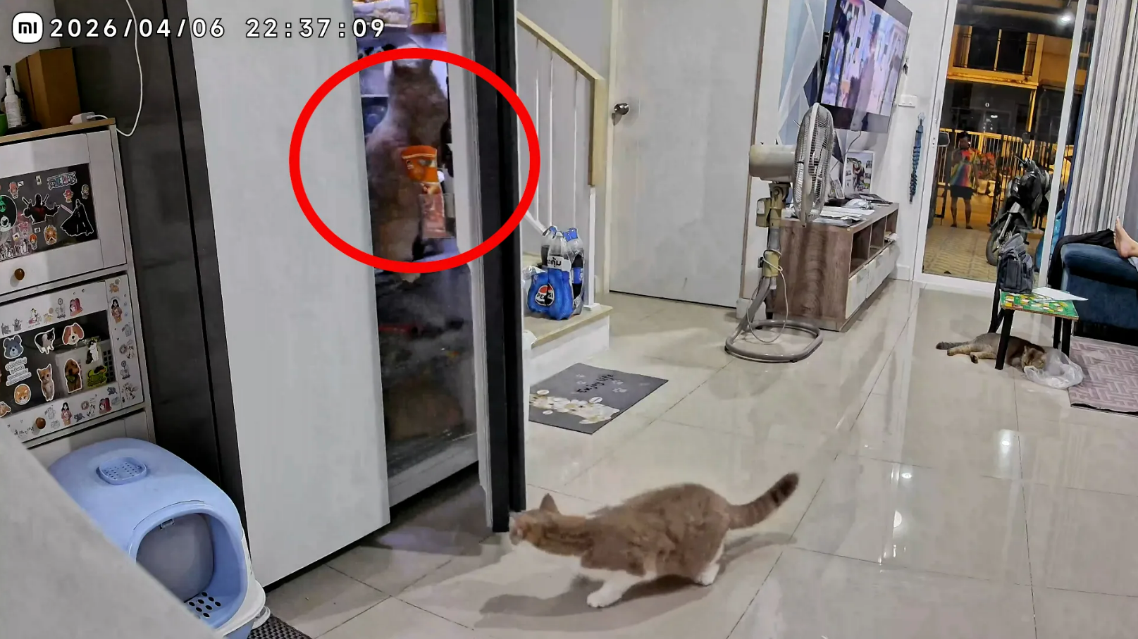 Clever pet cat rescues feline friend trapped in fridge