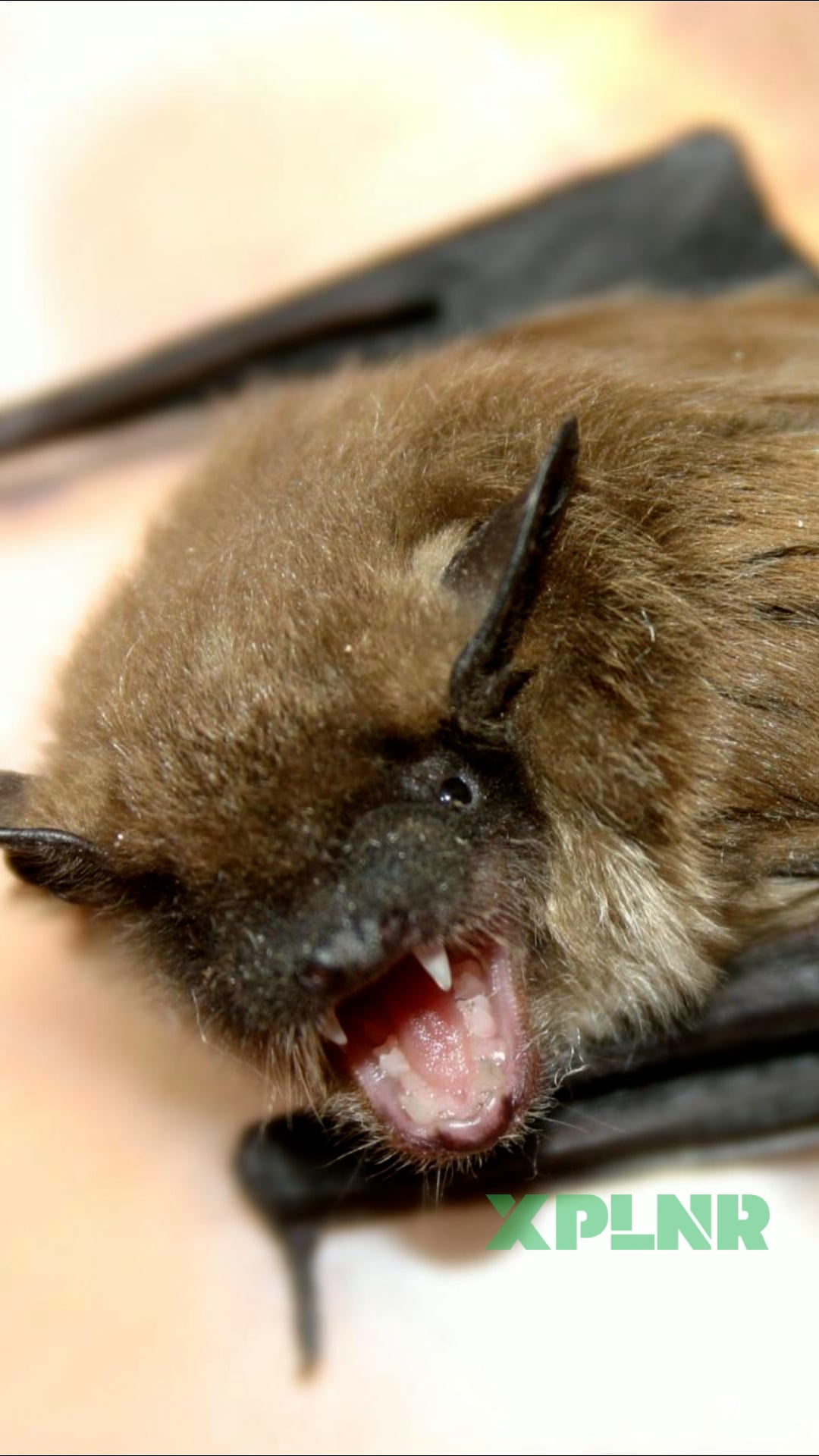 How deadly is rabies?
