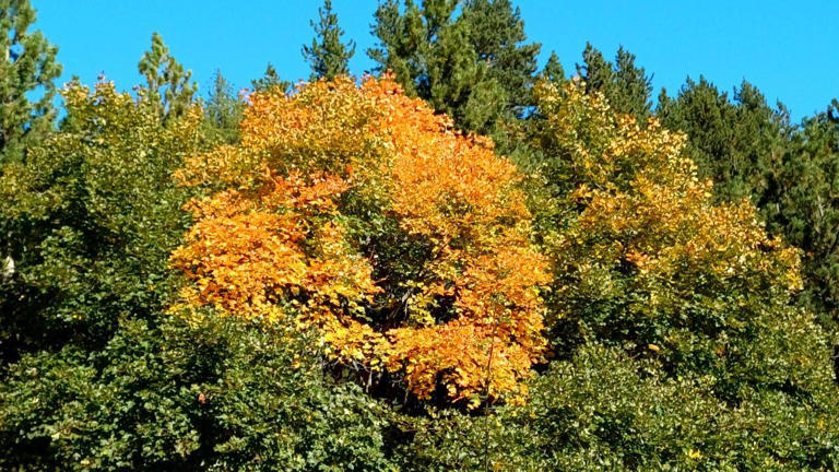 ¿Cuál es el principal color del otoño?