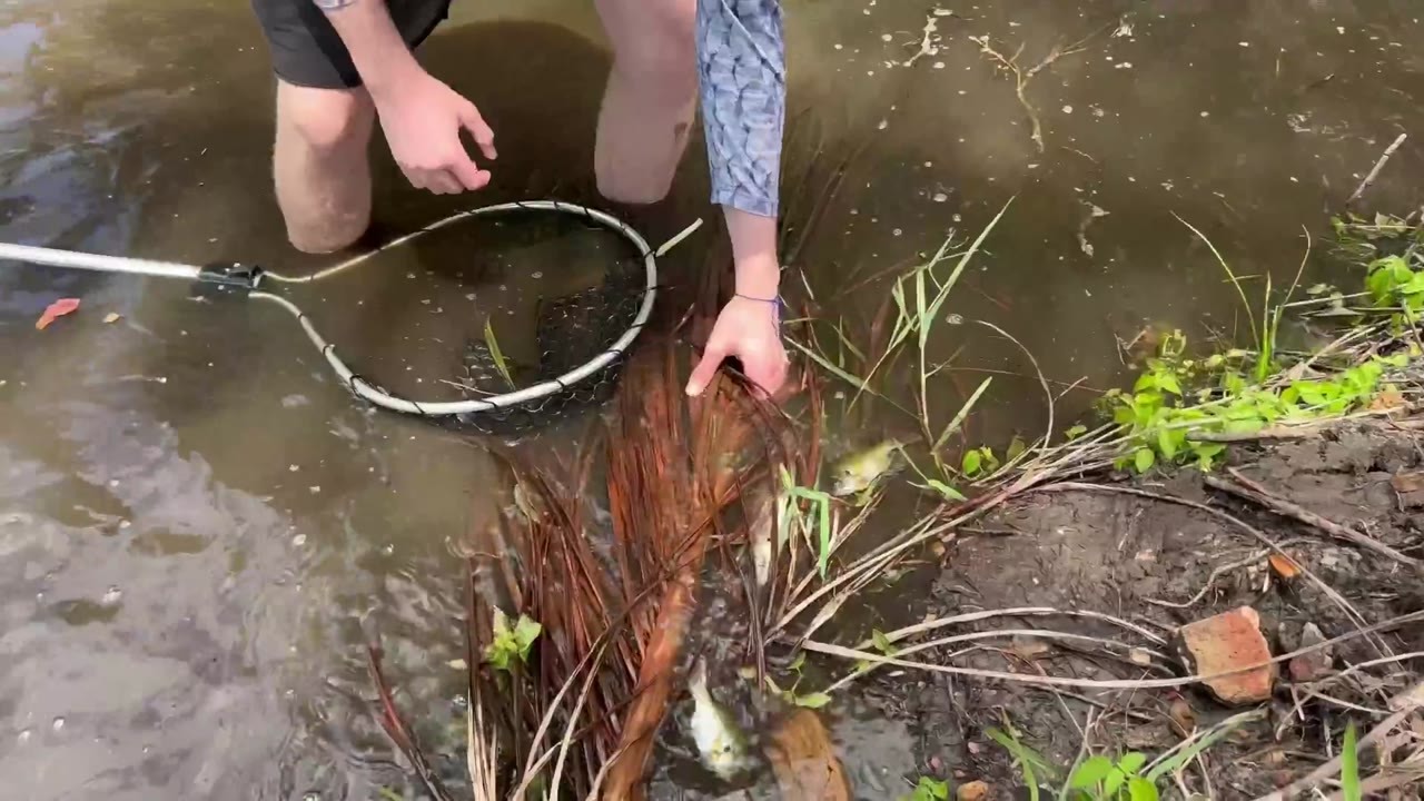 Fish trap catches African cichlids in floodwater beside an abandoned pond