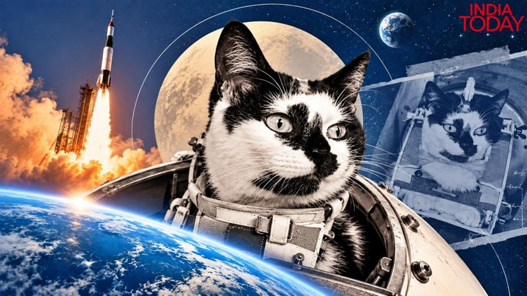 The stray cat that went to space and returned alive. Then came a tragic end