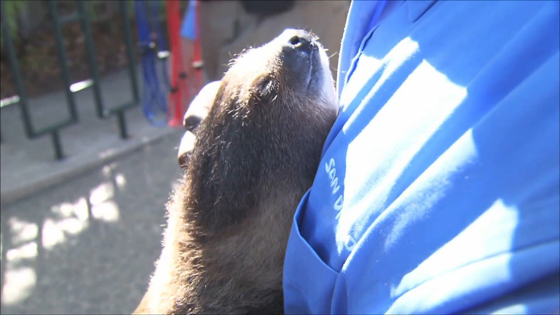 International Sloth Day