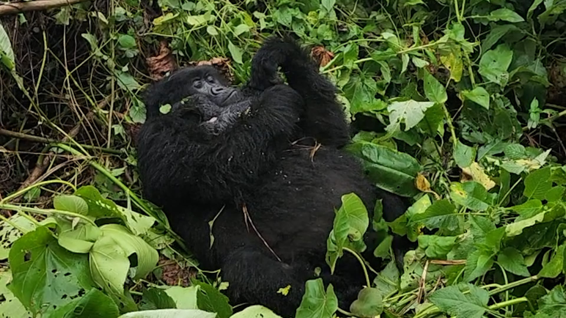 Endangered gorilla becomes first-time mother in Congo