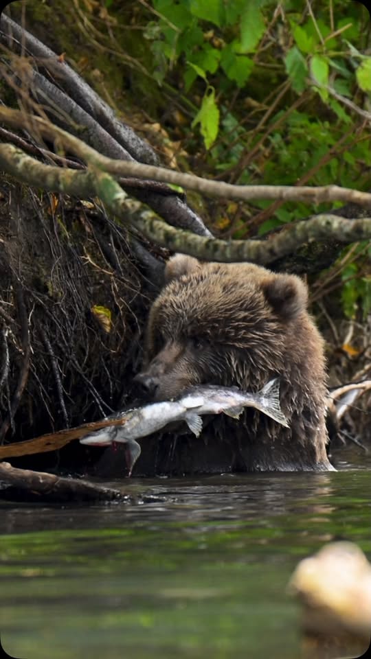 A salmon releases its eggs as a bear hunts