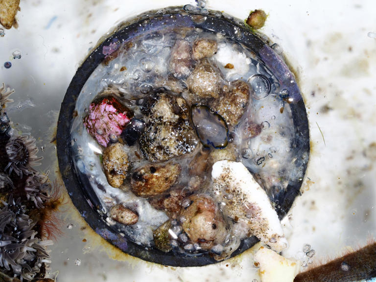 Bottle cap found off Japan coast carried marine ecosystem from Philippines