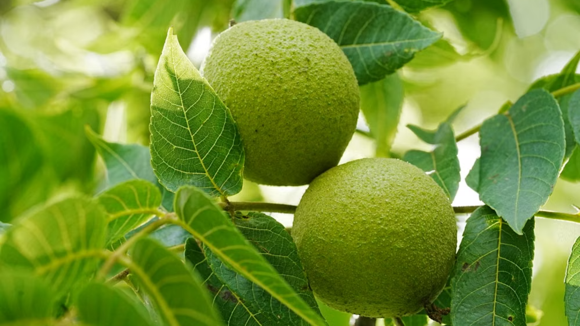 Found a black walnut tree in your yard? Here’s why it could affect what ...