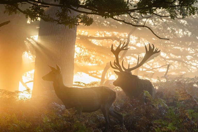 Gallery: Photographer captures stunning photographs of deer in beams of ...