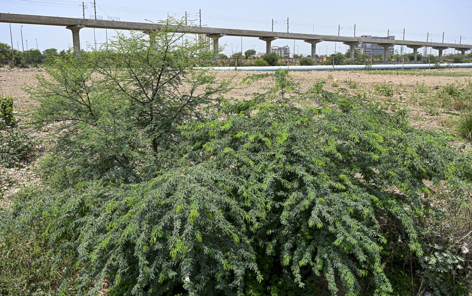 Invasive tree reshapes Kutch grasslands, complicating restoration