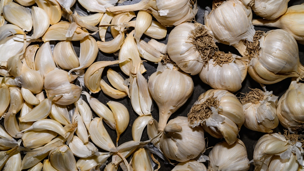 Garlic lovers’ guide to growing and using it