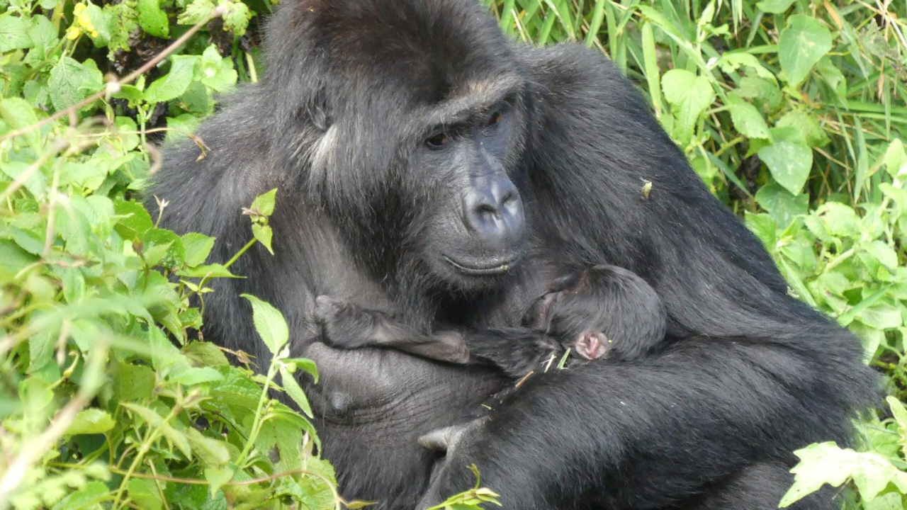 Rescued as an infant, this gorilla returned to the wild and became a mother