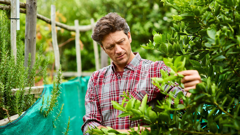 Protect backyard and garden plants from salt damage with a simple solution