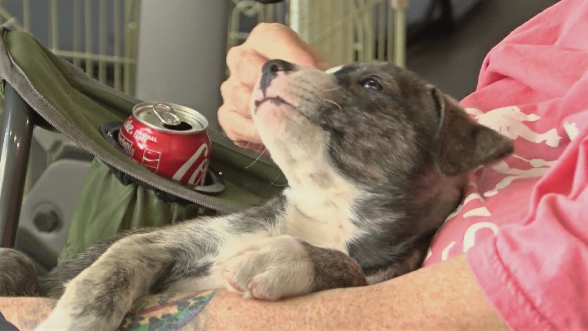 Jensen Subaru hosts Pet-a-Palooza to help Noah's Hope animals find homes