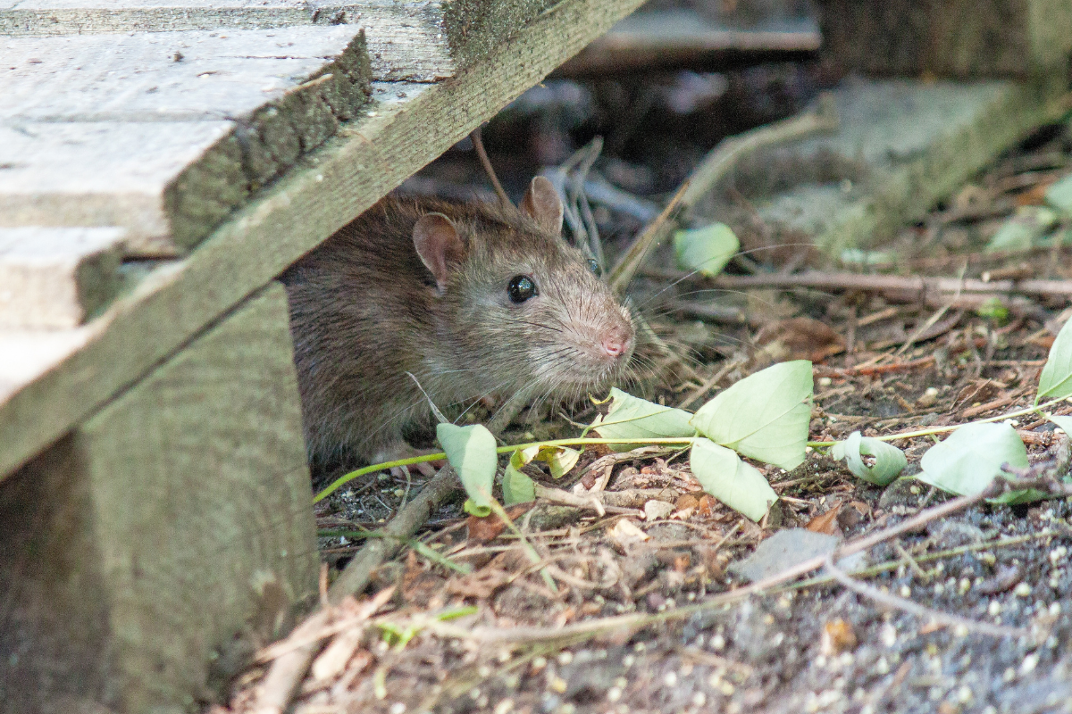 This fragrant plant is said to help keep rats and mice out of the ...