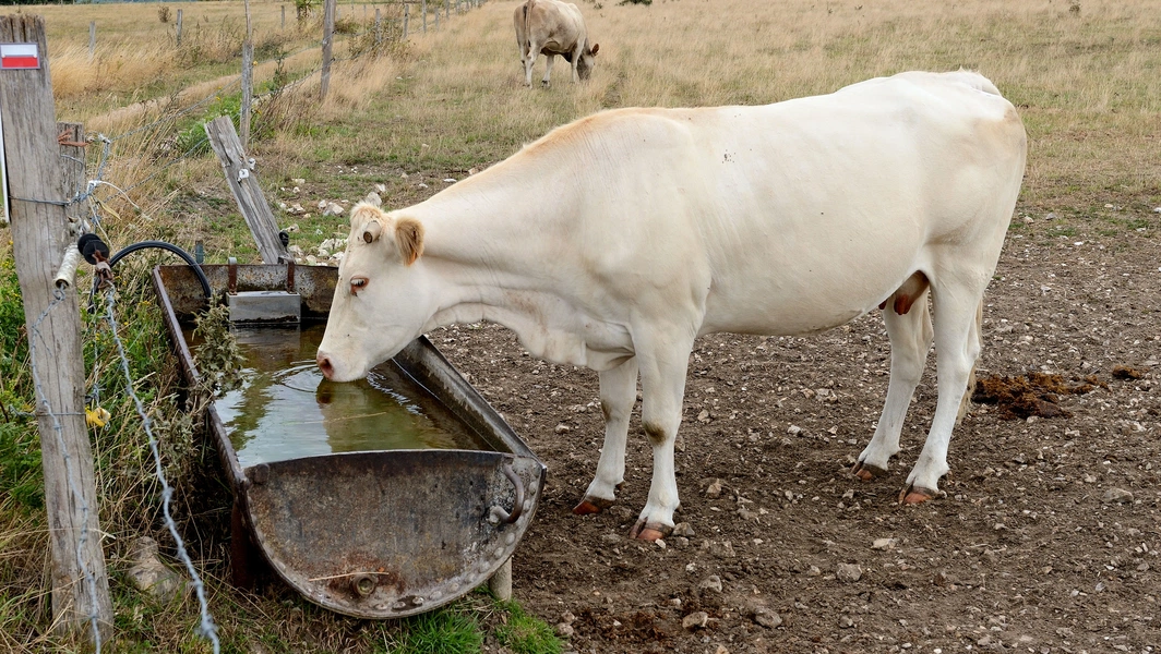 Comprehensive cattle feeding and nutrition guide