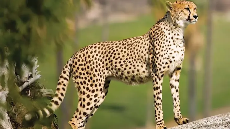 Stone, silk, and safaris: Chasing cheetahs, castles, and caves, the ...