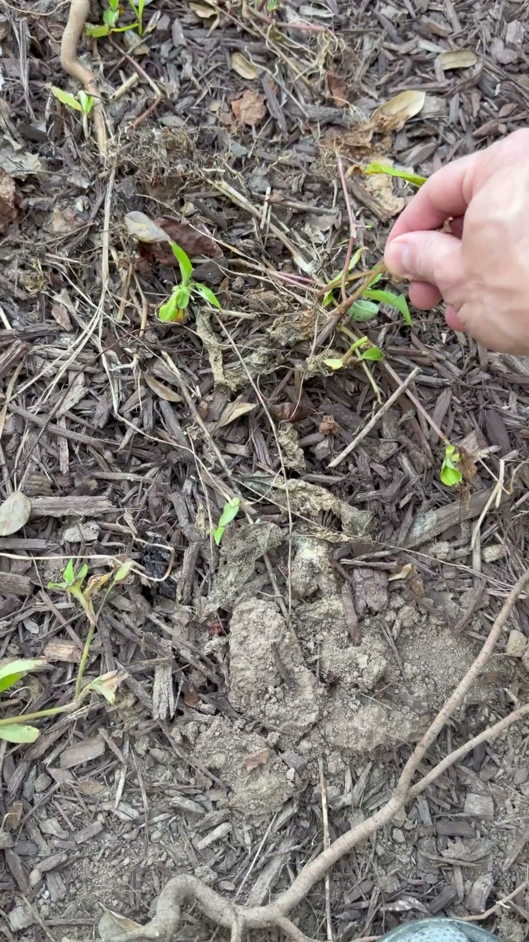 Zombie weeds won't die, here's why