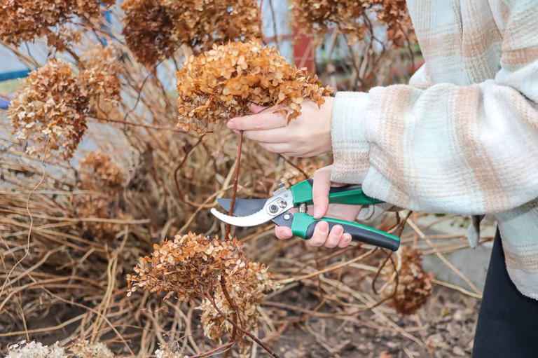 Gardeners urged to avoid pruning 1 common plant in autumn