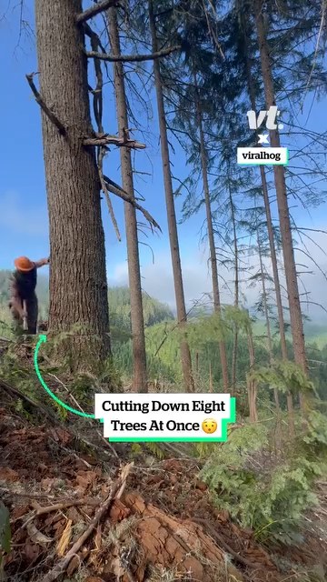 Cutting down loads of trees in one go