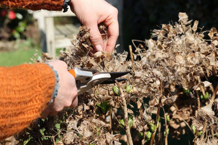 Gardeners urged to avoid pruning 1 common plant in autumn