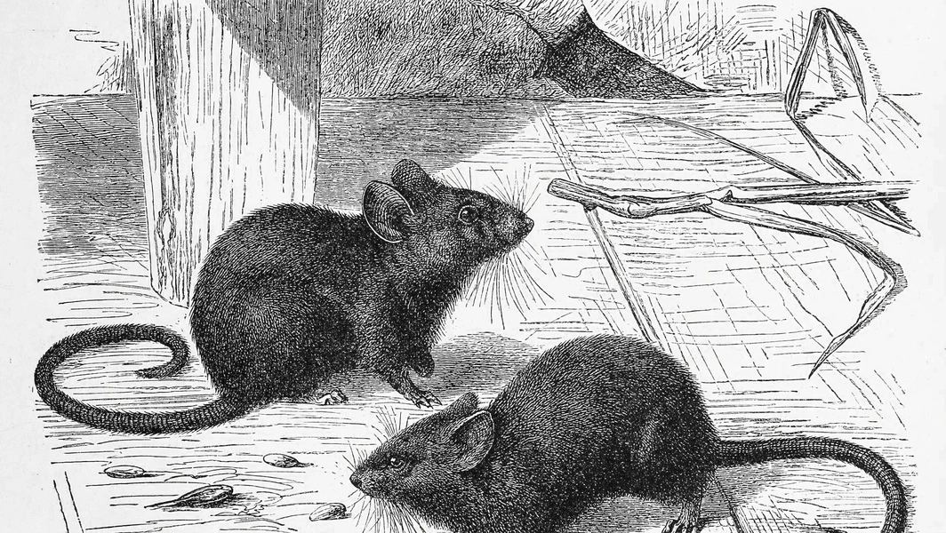 Tiny mice, big world of surprises