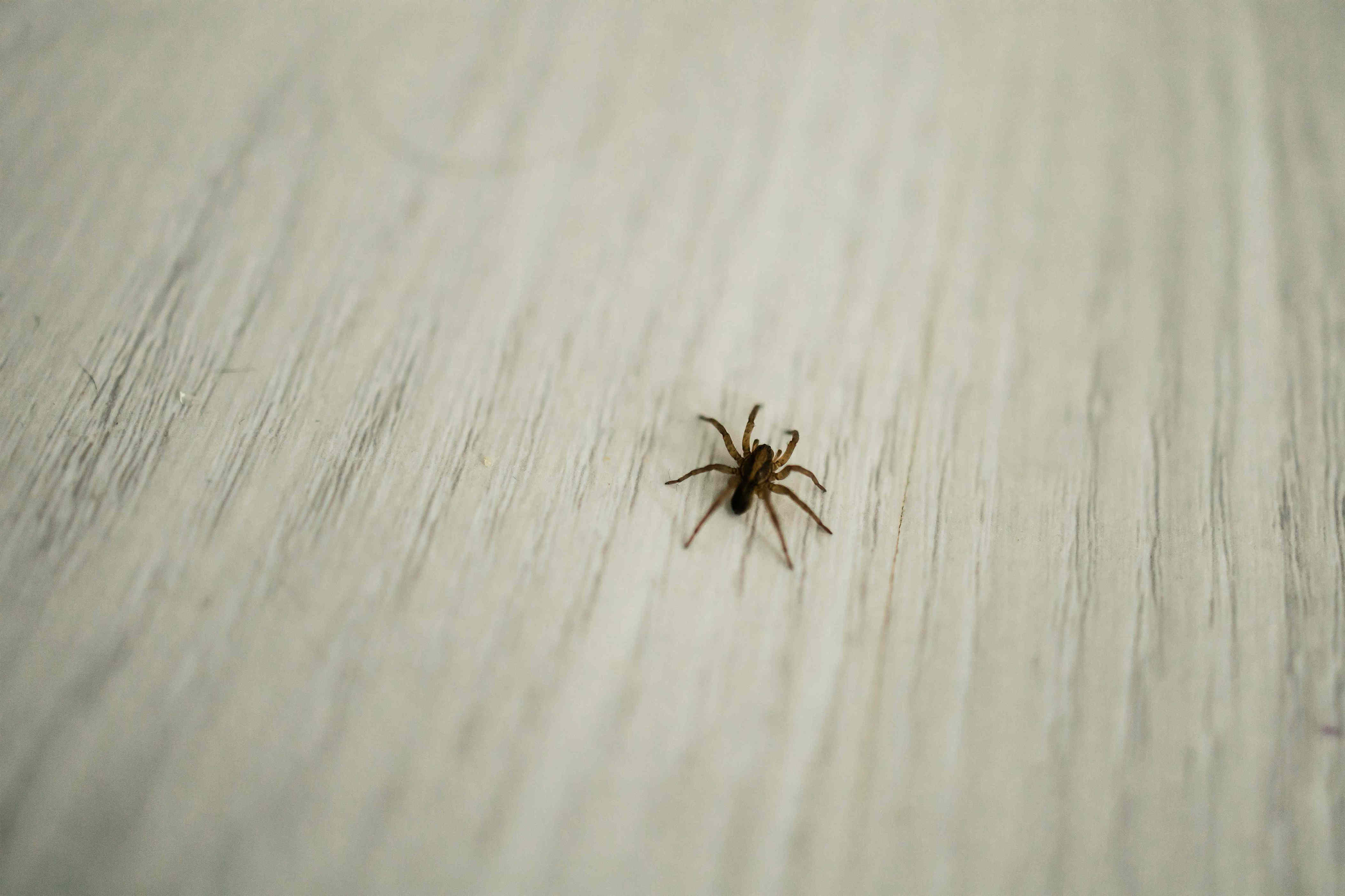 Spiders can't stand this $3 natural deterrent—it keeps creepy crawlies ...