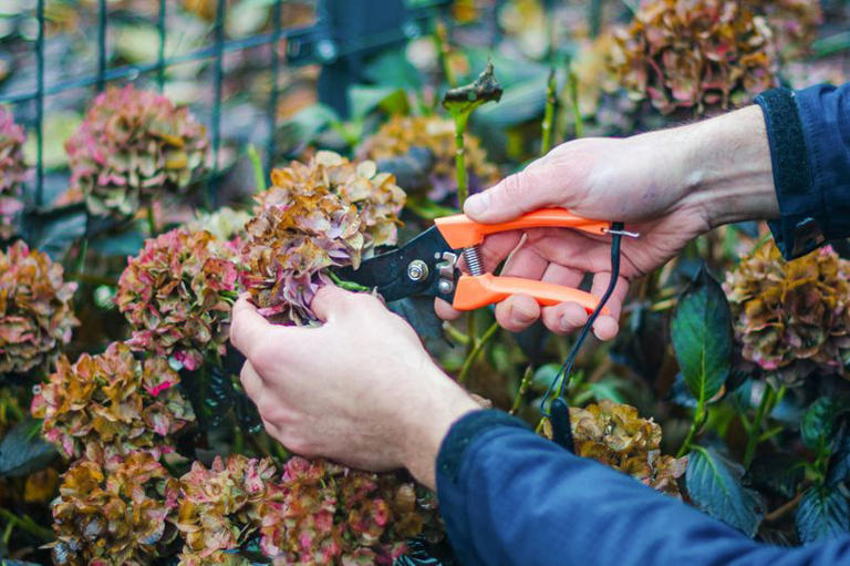 Gardeners urged to avoid pruning 1 common plant in autumn