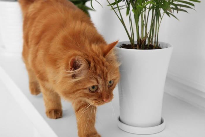 猫が『物に当たらずに歩ける』4つの理由 狭い隙間でもスイスイ歩けるのはなぜ？