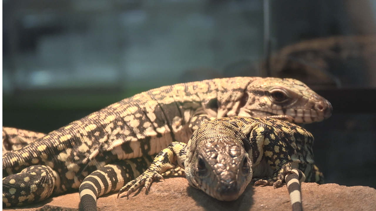 HERPS exotic reptile and pet show at Comanche County Fairgrounds