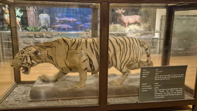 Teddy tigers and preserved embryos: Museum in Corbett tries to keep ...
