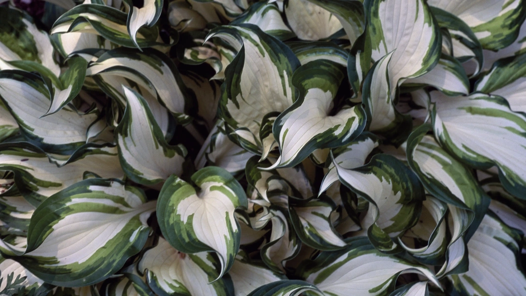 Experts urge timely pruning of frost-damaged hostas