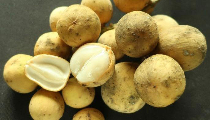 Fruit of the season: luscious lanzones