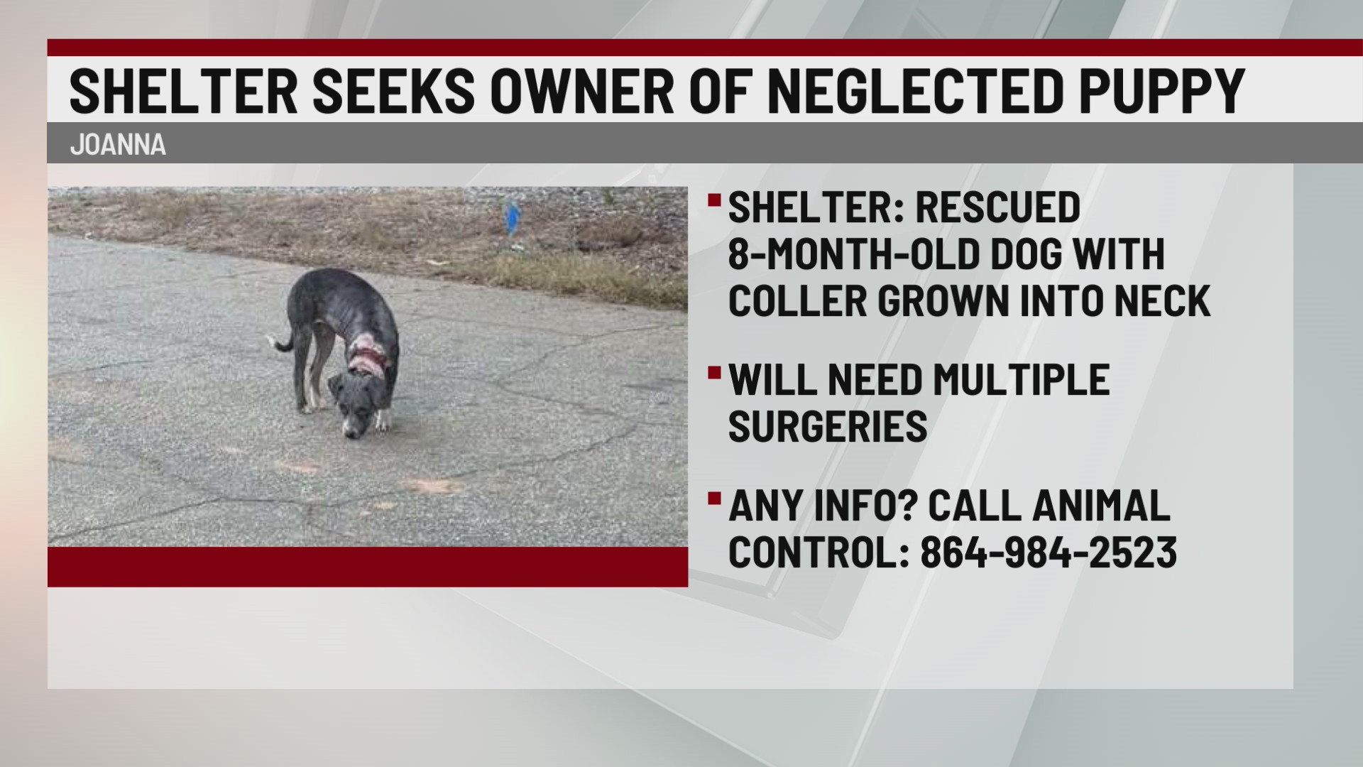 We need answers: Dog found in Laurens County with puppy collar embedded ...