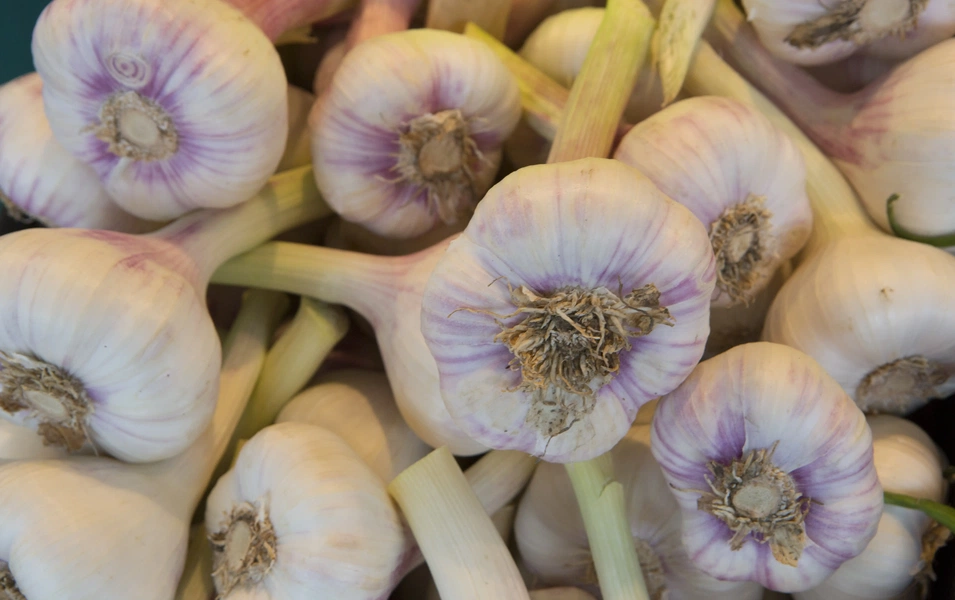 Garlic sauce secrets for every kitchen