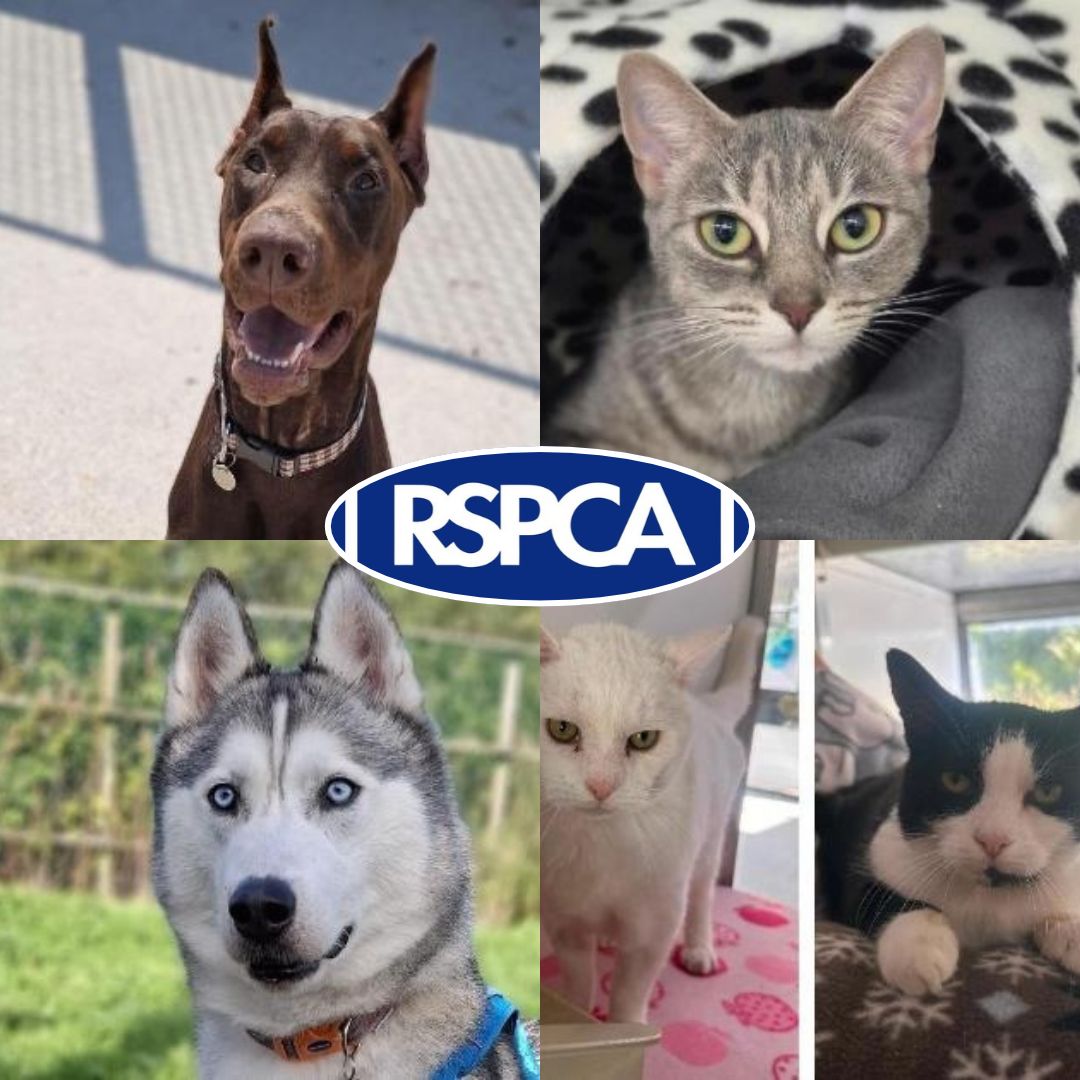 19 furry companions in the care of Blackpool RSPCA Longview that ...