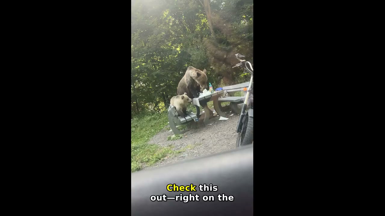 Mother bear and cubs eat food left on roadside table in Transfagarasan