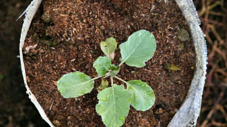 Balcony grow bag greens: harvest calendar for Indian homes